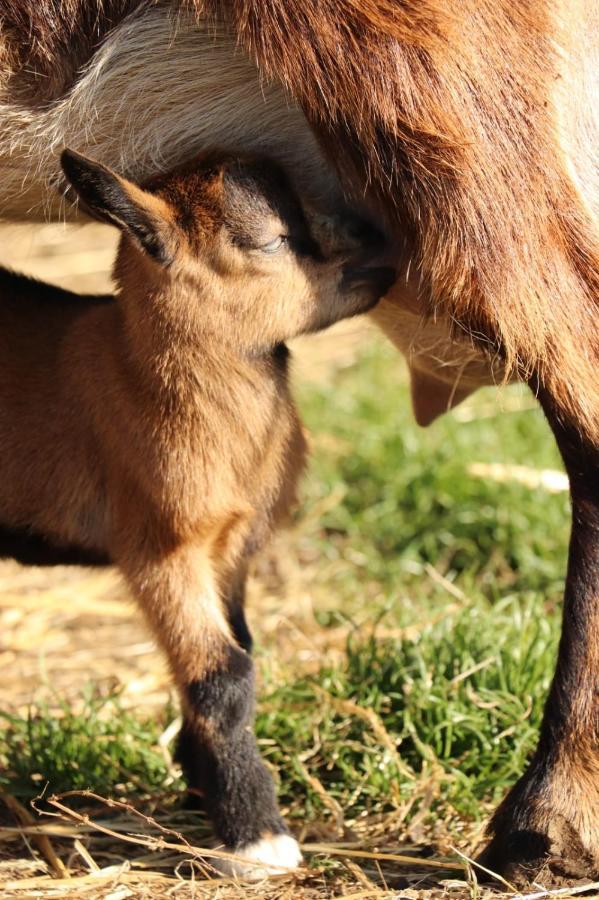 Gite A La Ferme En Pleine Nature エクステリア 写真